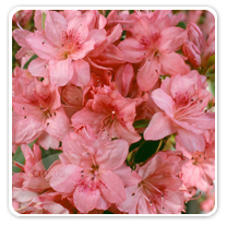 azaleas-blaauws-pink