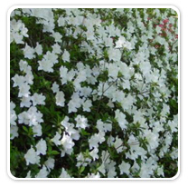 azaleas-delaware-white