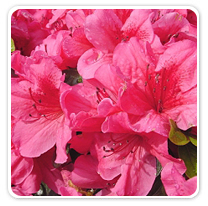 azaleas-girards-pink