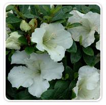 azaleas-gumpo-white