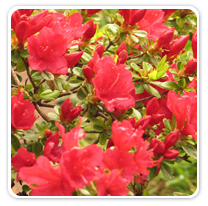 azaleas-hino-red