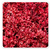 barberry-rosy-glow