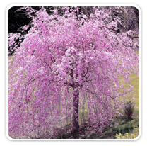 cherry-weeping-pink