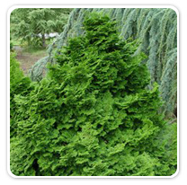 cypress-dwarf-hinoki