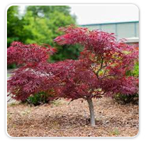 Japanese Maples Red Dragon