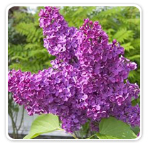 lilac-charles-joy-persian