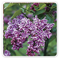 lilac-purple-sensation