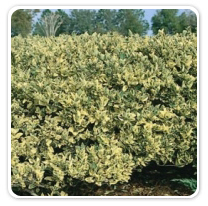 privet-hedge-variegated